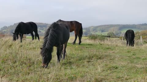 Beautiful Horse in amazing Nature