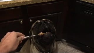 English Mastiff enjoying peanut butter in slow motion