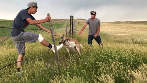 Antelope Rescued from Barbed Wire Fence