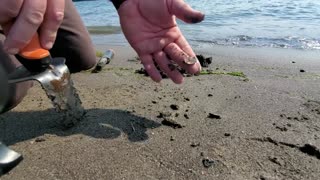 Sauvie Island Beach Hunt Aug 1 2021