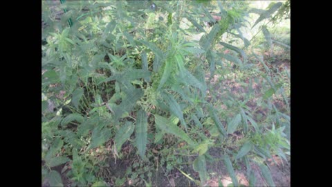 Nettle Leaf Tea Stinging Nettle Sept 2023