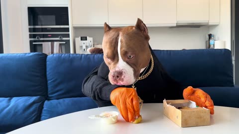 Hilarious Dog Eats Food with hands - Too Funny to Handle!