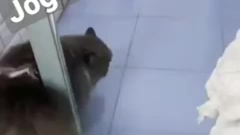 Aksi Kucing lucu Joget Tiktok