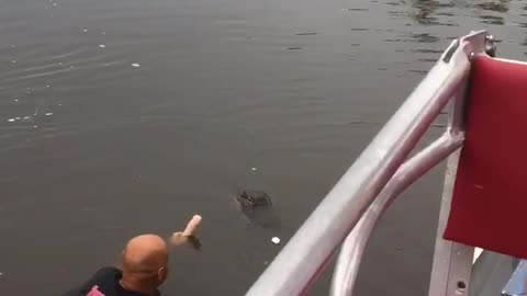 Dildo vs Alligator