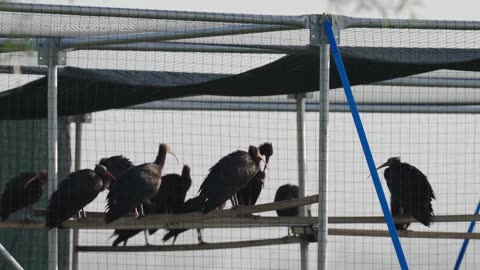 Rare birds guided by microlight in a novel assisted migration project