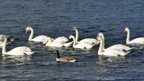 duck with swans