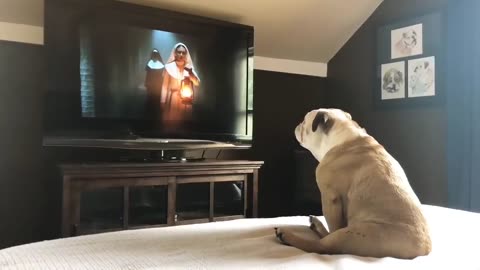 Bulldog’s Reaction To The Nun Trailer