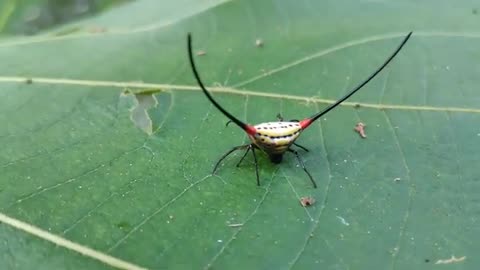 The long-horned roundworm spider🕷🕸🕷#Macracantha arcuata