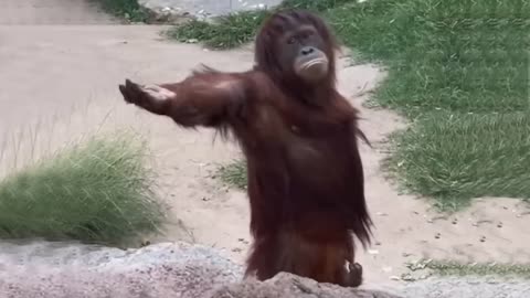 Roll on the Floor Laughing with Hilarious Monkey Moments 🐵 | Funniest Animals Video