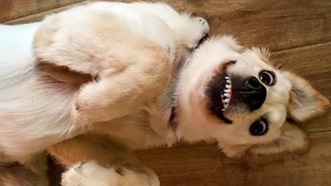 Funny DOG Videos that Make Me Burst Into Tears Laughing 🤣 🐶