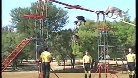 South African Police Dog Training