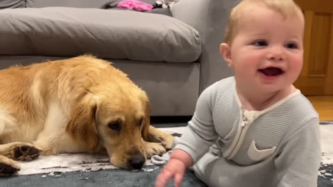 Dog taking care of Baby