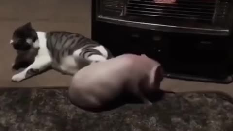 The power of a cat when kicking a rolling pig