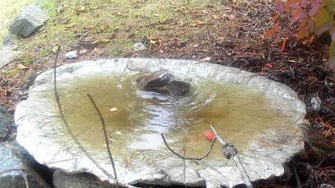 Bullying in the Bird Bath featuring Pull the String by Paul Clifford