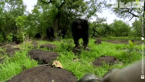 Robot Bushbaby Meets Chimp & Gets a Surprising Reaction!