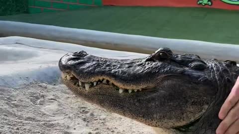 BIG BOY CROC