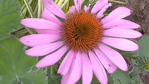 Purple Coneflower