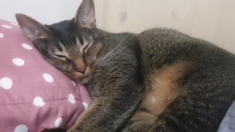 Sleeping cat on a pillow