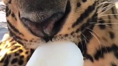 Leopards also love popsicles