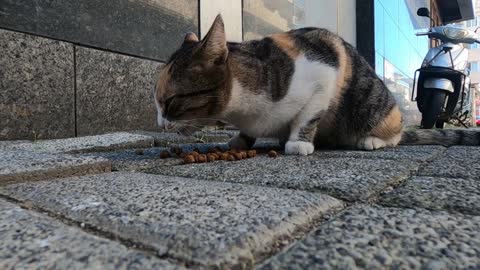 Loud meowing calico cat is very hungry