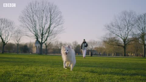 Inside the growing business of pet cloning | BBC News