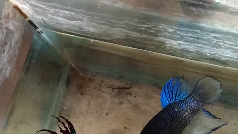 Ikan cupang yang sangat bagus