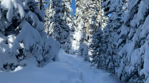 Snow Blanketed Trees – Central Oregon – Swampy Lakes Sno-Park – 4K