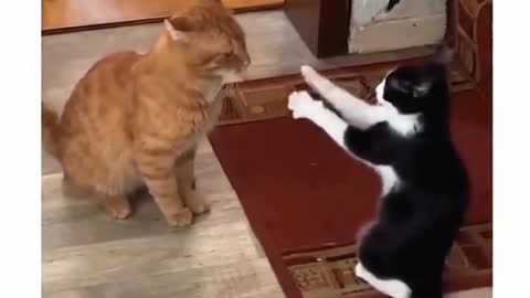 Fight with black cat