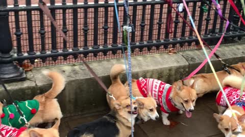 Corgis Congregate at Palace Fence