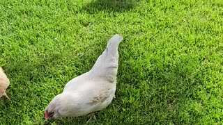 OMC! Chickens love a stroll in the green grass! #chickens #stroll #green #grass #shorts #hens #omc!