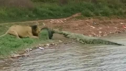 lion vs crocodile (wow amazing) #shorts #lion