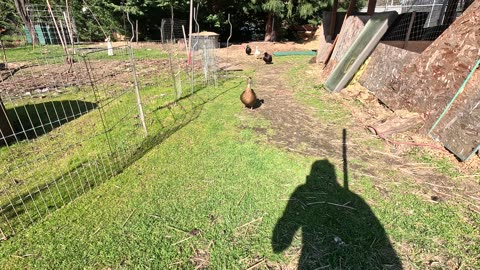 Meet Harvey and Clyde's Ducks