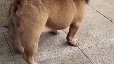 Funny Dog, 🐻 Funny Pet