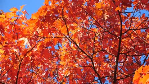 Enchanting Autumn Forests with Beautiful Piano Music