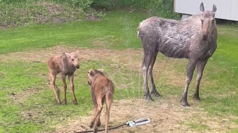 Baby Moose Gets Bossy Around Sprinkler