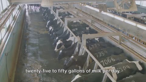 How Milk is made!