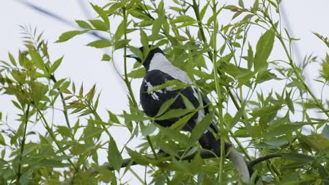 XT-3 slow-motion of a honeyeater and magpie