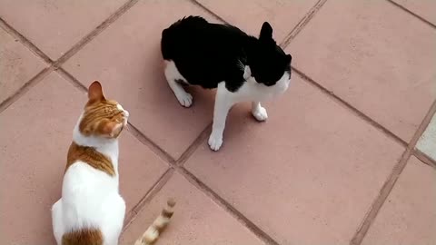 EPIC Cat Fight Compilation!