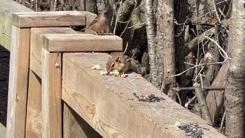 Cute Chippy stuffing face with seeds and almonds