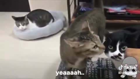 These cats can speak better English than the Brits