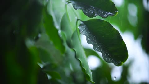 Very close shot of the leaves of a tree wet with rain