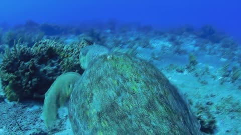 Biggest Sea Turtle in the Caribbean