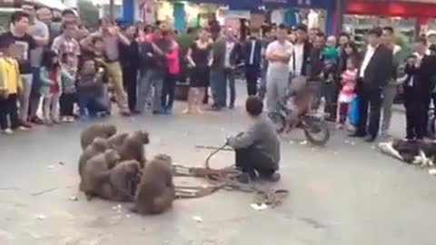 Monkeys talent