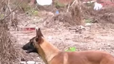 Dogs That Fly _ Malinois & Alsatian Dogs Show Their Jumping Agility