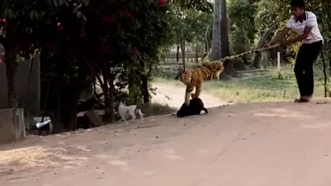 Troll Prank Dog Funny & fake Lion and Fake Tiger Prank To dog