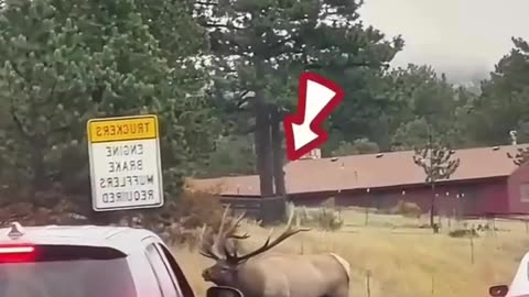 Elk Signals for Help: A True Rescue Story 🦌🚗❤️🆘✨