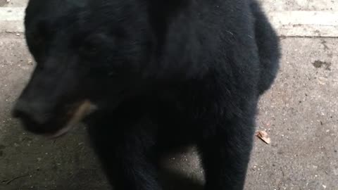 Black Bear Sits on Command