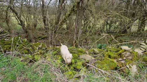 The hounds of food