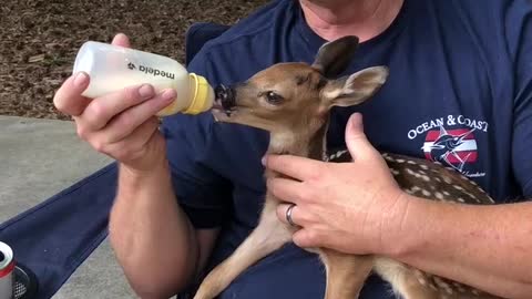 BABY DEER — Feeding a 3 day old deer!