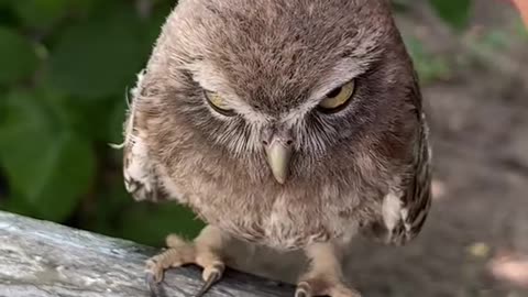 A man rubbing a baby owl's head and it seems to enjoy it 🤣